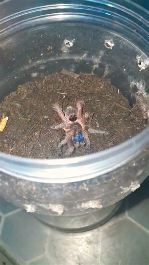 blue fang tarantula #tarantula #nature #video #all #shortsvideo