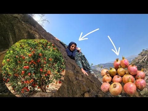 Esmat's Mountain Pomegranate Gathering 🍈🏞️