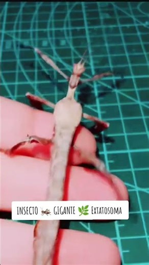 INSECTO 🦗 GIGANTE 🌿 EXTATOSOMA TIARATUM