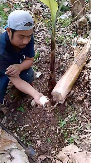 Banana Tree Fertilization Technique #youtubeshorts #BananaPlant #tips