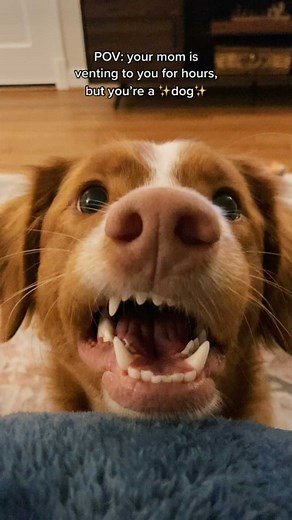 Whiskey Toller | Amber Aquart on Instagram: "Just try to smile and nod? 😗😅 #toller #dogmomproblems #dogsmile #dogteeth #funnydogvideos"