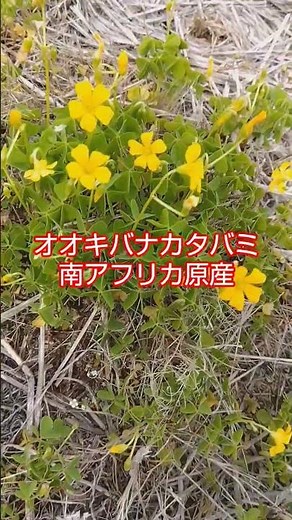 【会話してるよね！】外来植物は、在来種と会話しているようだ。人類とは違うね～ タンポポが終ったら、開花を始めてる！ #外来種 ＃出稼ぎ労働者