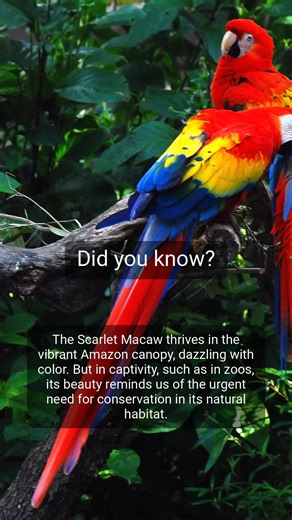 The Scarlet Macaw #theamazon #nature #nationalpark #amazonrainforest #adventure #travel
