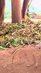Elephants need to eat a lot of food to grow and sustain their enormous stature. Just listening to them gustily consume their shredded corn is a delight to the ears. We shred corn primarily for our elderly Elephants who have lost their teeth and have difficulty chewing longer strands of food stalk. This is important to avoid a condition called colic, which is simply a blockage of the intestinal tract. It is painful and can be life-threatening. Shredding also allows for less food waste. #saveeleph