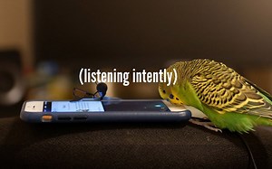 【鹦鹉】皮皮Kiwi 跟Siri 学习语言