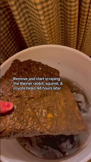 Tanning pelts with common alum and salt. Now I brain tan, but this is still a valid method.