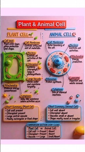 Plant & Animal Cells | Similarities and differences #biology