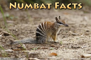 Numbat Facts For Kids & Adults: Pictures, Video & In-Depth Information