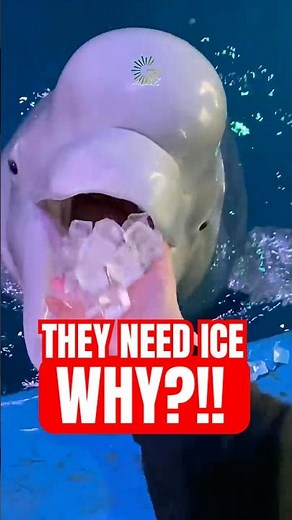 Why They Feed Dolphins ICE?❄️