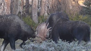 Watch: Massive moose rumble for mating season