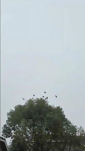 European Starlings in Flight ✨ A Stunning Tree-to-Tree Movement