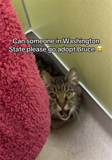 Adopting Senior Cats at Auburn Valley Humane Society