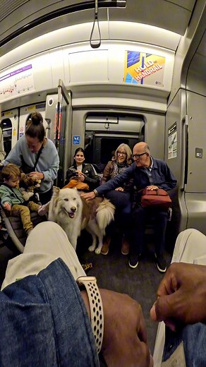 282K views · 12K reactions | Train interactions with my dog!! #doglover #trains #subway #pets #foryou #metro #viola #happy #famous #siberianhusky #fluffy | Viola Snow | Facebook
