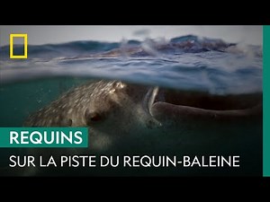 À la recherche des requins-baleines