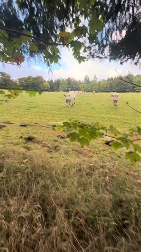 Tancující krávy: Druhý měsíc v roce