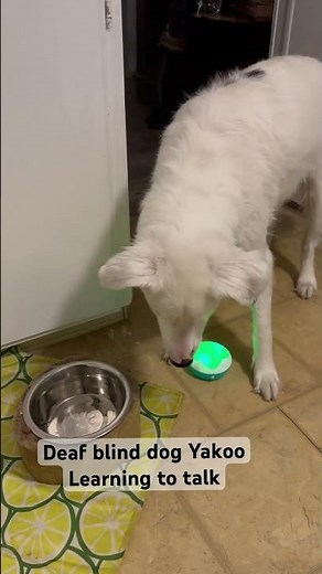 Deaf blind dog learning to talk.