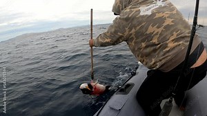 Fisherman gaffs sheepshead fish and raises it triumphantly