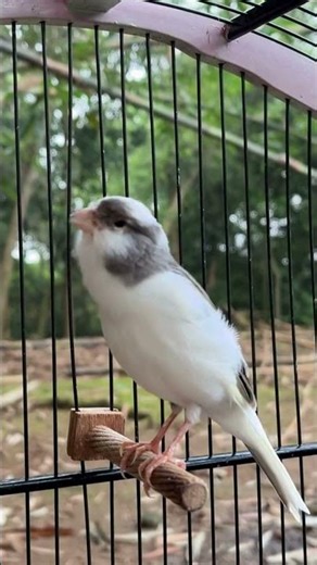 canary training | bird sound #birdsounds #canary #canarysinging #canarysong #birds #birdsinging
