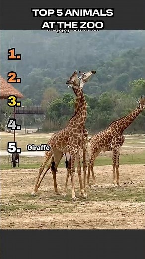 Ranking Zoo Animals You HAVE to See 🐅🔥