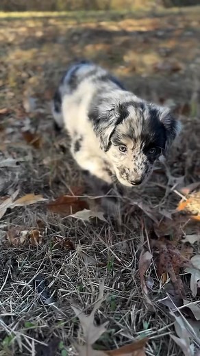 🎉 Adorable Australian Shepherd Puppies!🐾 Looking for a furry friend? Our beautiful Australian Shepherd puppies are ready for their forever homes! 🐶 Highlights: - ASDR Registered: Purebred Standard - Health Care: Up to date on vaccinations and deworming! - Loving & Energetic: Great companions for active families. 💖 Why Choose Us? - Intelligent and easily trainable. - Perfect for all lifestyles. - Comes with tips for new puppy parents! 📅 Ready to Join Your Family! Contact us today to meet the