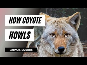 The Animal Sounds: How Coyote Howls / Sound Effect / Animation