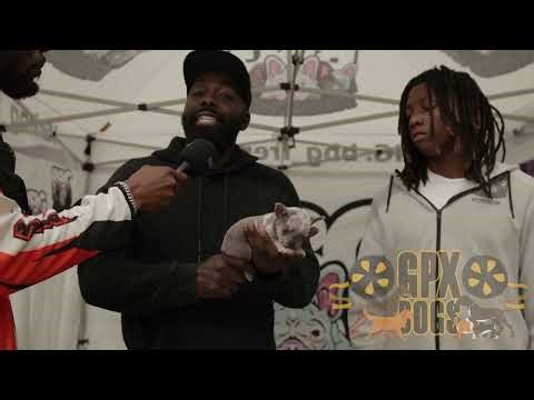 Smallest Frenchie dog in the world