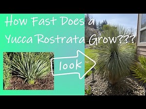 How fast does a Yucca rostrata grow.