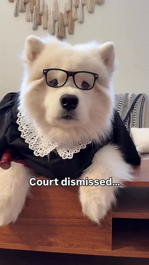 Bring in the dancing lobsters🦞💃 Happy Halloween from Judge Trudy herself hehe👩🏻‍⚖️ #theamandashow #dancinglobsters #halloweencostume #dogcostume #nickelodeon | Biff