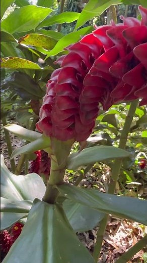 A Giant Tropical Ginger Flower in the Jungle 🌺🌿 | Rainforest Wonder in 4K