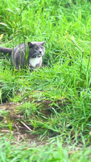 Strong Winds Challenge a Cat on the North Coast