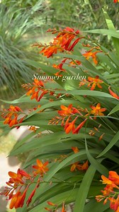 I do love crocosmia. She’s colourful, will grow in sun or shade in our garden, requires no looking after. She does like to make herself at home though!! ours needs to be regularly divided. She’s worth the effort! 🧡🧡 #garden #garten #cottagegarden #wildgarden #gardeninspiration #rustic #vintage #jardin #dachshund #wildlifegarden #crocosmia #mygarden #orangeflowers #colour #summer #flowers | Brook cottage