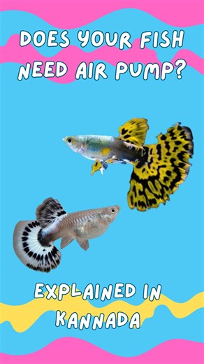 Kikee_petz on Instagram: "Tired of noisy air pumps disrupting your zen aquarium? 🔇 💤 Dive into the world of low-maintenance fish that thrive without the need for constant aeration! 🌊✨ In this video, we explore fascinating species that are perfectly content in well-oxygenated water, making aquarium keeping a breeze. 🍃🌿 My top choice for aquarium fish keepers: Betta Fish: 👑 These vibrant beauties are known for their labyrinth organ, allowing them to breathe air directly from the surface. Gup