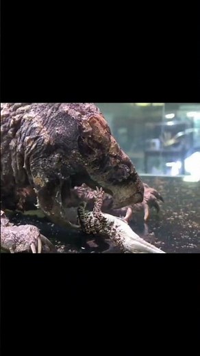 Crocodile 🐊 vs. Alligator Snapping Turtle