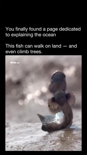 Meet the mudskipper, one of nature's strangest creatures - a fish that spends more time out of water than in it. Mudskippers live in live in mangrove swamps and tidal flats, where they've evolved to breathe through their skin and the lining of their mouth and throat - as long as they stay moist. This adaptation lets them survive on land for hours at a time! They use their strong pectoral fins to