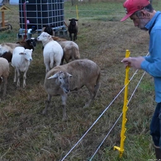 A Better Way to Control Farm Animals #LivestockManagement #FarmAnimalCare #HomesteadLife #RaisingFood | Sow the Land