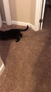 Real Rabbit Fur Rattle Mouse Cat Toy 20 Pack Black Sale