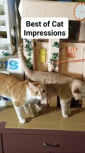487K views · 10K reactions | Sharing some of our favorite impressions & trying new ones later this week. Best Of Part 2 coming soon with Doug's first impressions. Comment with your requests #catsofinstagram #impressions #funnycat #celebrityimpressions #celebrity #talkingcat #voiceover #rockstar #musicimpressions | Drennon Davis | Facebook