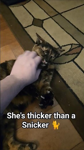 She's thicker than a Snicker 🐈