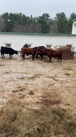 New young bull for some young heifers