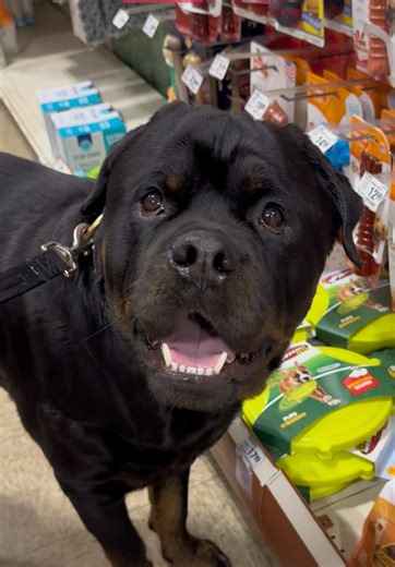 Shopping Tips for PetSmart: What to Know Before You Go