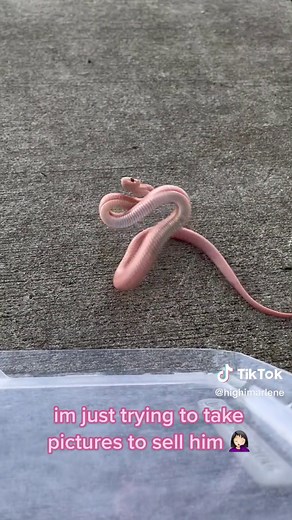 Exploring Corn Snake Anatomy and Colors