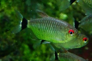 Red Eye Tetra 101: Care, Diet, Tank Size, Tank Mates & More