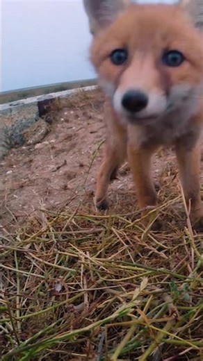 Сute fox cub noticed our @gopro camera #nature #cuteanimals #wildlife | Film Studio Aves