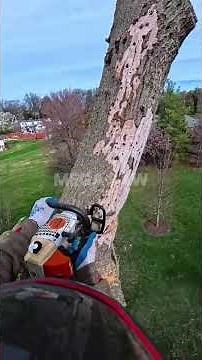 POV: Mastering Tree Felling Techniques 🪓