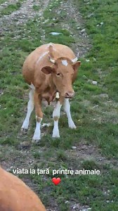 Vacile coboară din munte pentru muls ❤ #viatalatara #vaci #animale #natura #romania #munte | Viața la Țară e plină de surprize