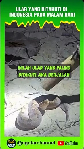 SNAKES THAT RESIDENTS FEAR DAY AND NIGHT #viral #short #snakes #animals