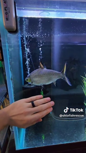 huge bala shark! #fish #shark #aquarium #fyp #foryou