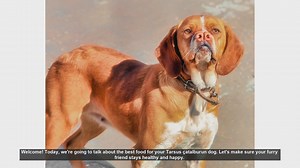 Best Diet for Your Tarsus Çatalburun Dog: Tips for a Healthy and Happy Pet