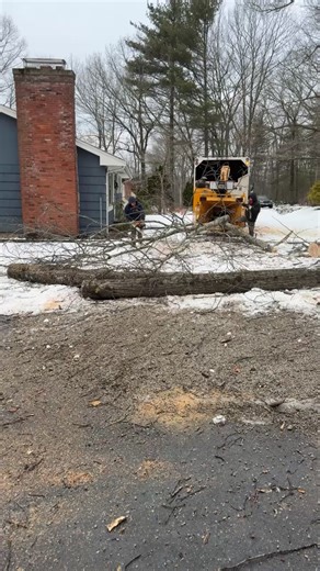 Palmer Tree Services Inc. on Reels