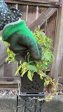 Fuchsia Cut Back For Winter Storage - November 15